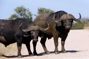 Büffel in der Steppe in Afrika