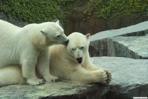 Eisbären im Zoo am Meer Bremerhaven