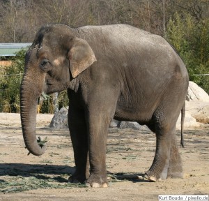 Elefant im Tierpark Hellabrunn München