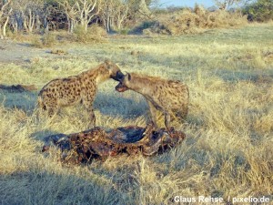 Hyänen an einem Tierkadaver
