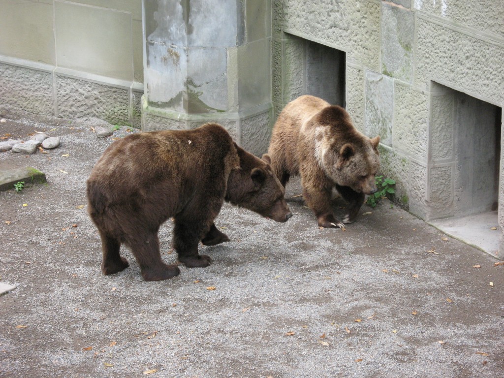 Bärengehege -  Augsburger Zoo