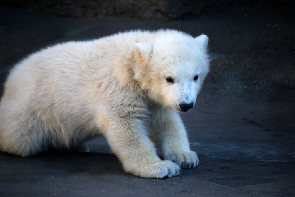 Eisbär Knut im Berliner Zoo