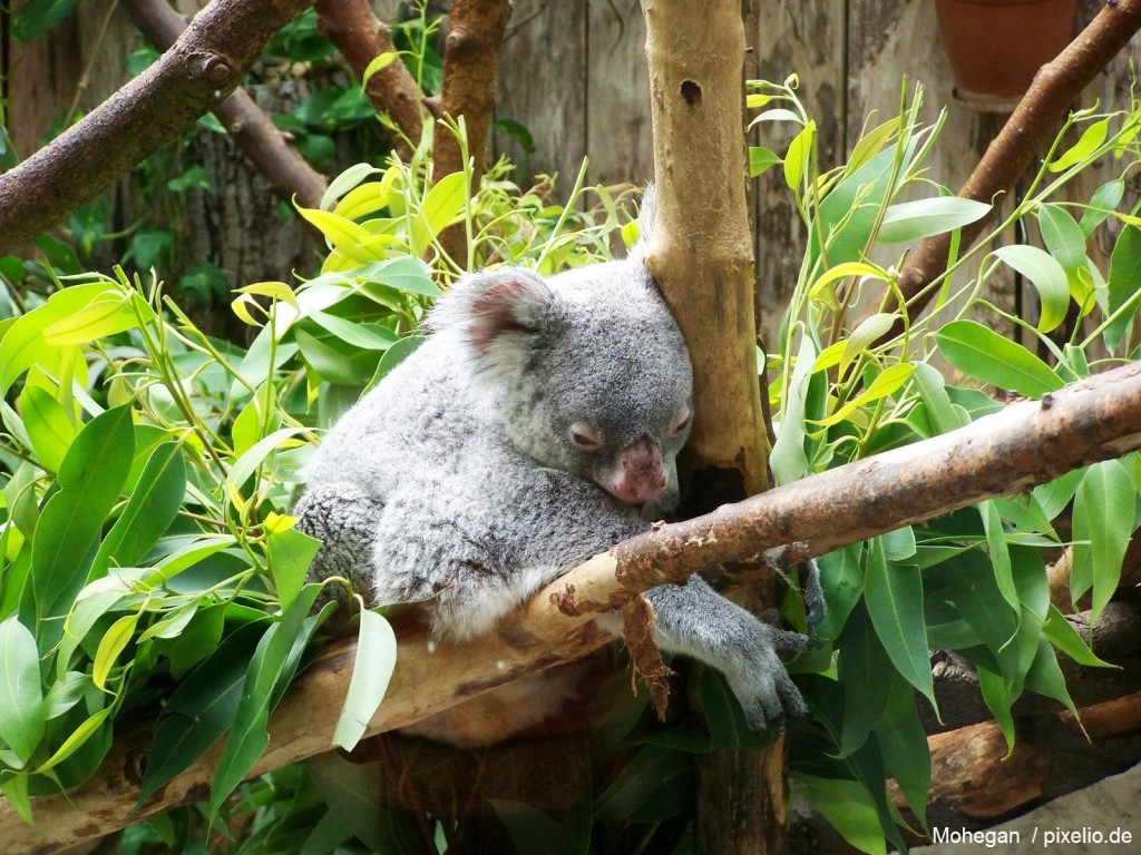 Koala Bär im Zoo Duisburg